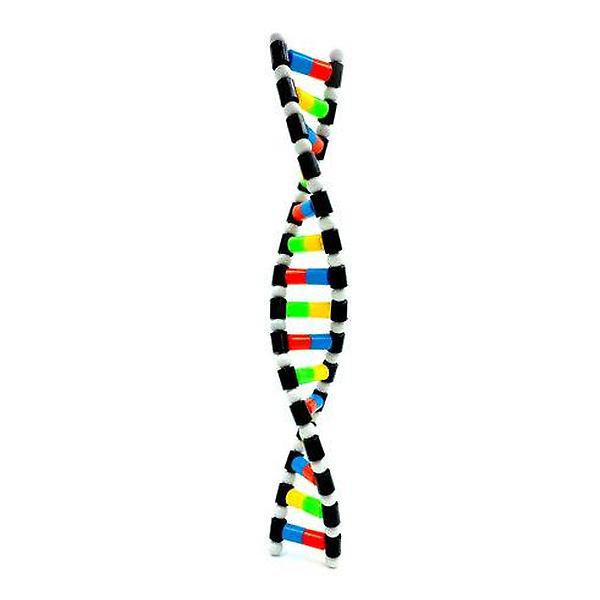 [ScienceTime/PM00001] DNA 이중나선 구조 모형 만들기