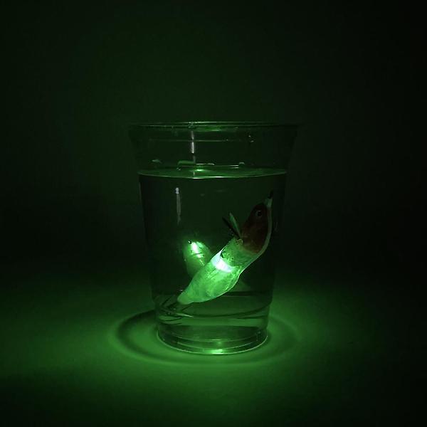  싸파 더블킬 전자 에기 수박고추장 LED 주꾸미 갑오징어