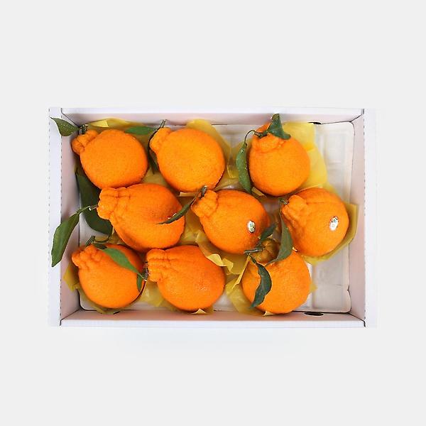  [고랑몰라] 제주 한라봉 5kg(9~10과)