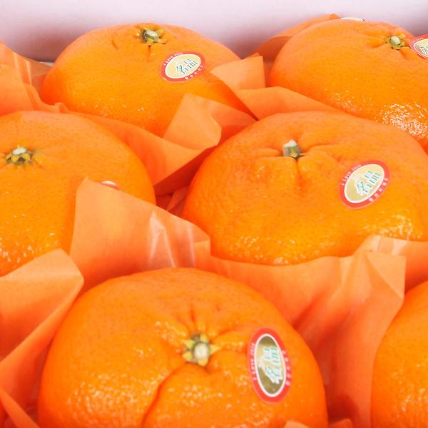  [고랑몰라] 레드향 3kg(11-13과)