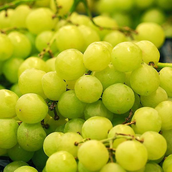  [자연예서] 껍질째먹는 청포도 8kg 고당도 수입산포도