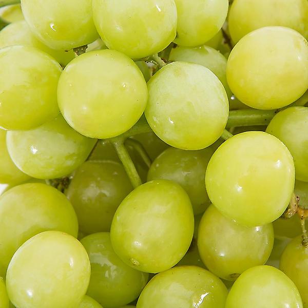  [자연예서] 껍질째먹는 청포도 8kg 고당도 수입산포도