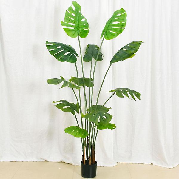  몬스테라 조화(180cm)