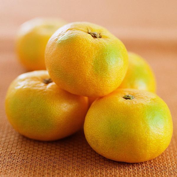  [고랑몰라] 제주 타이벡 감귤 3kg (소과) 2S