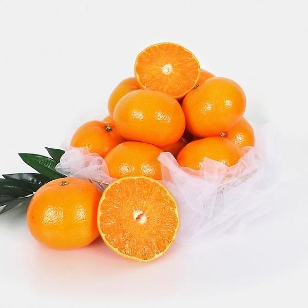  [고랑몰라] 천혜향 3kg(11-13과)