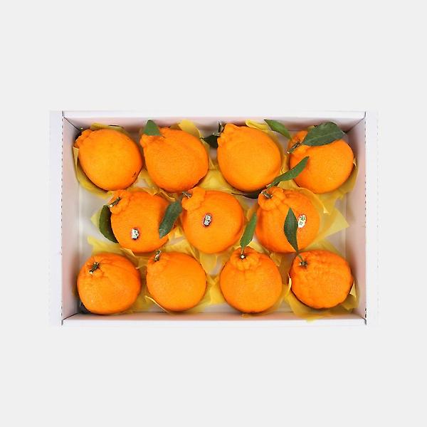  [고랑몰라] 한라봉 5kg(11-13과)