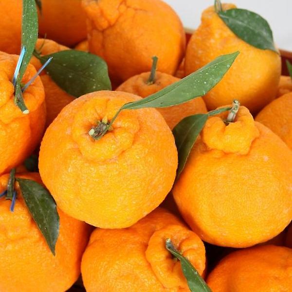  [고랑몰라] 한라봉 5kg(11-13과)