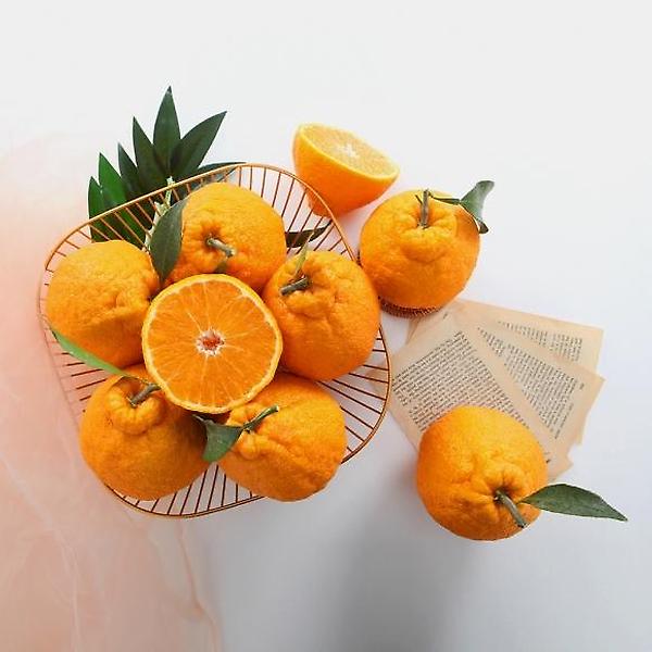  [고랑몰라] 한라봉 5kg(11-13과)