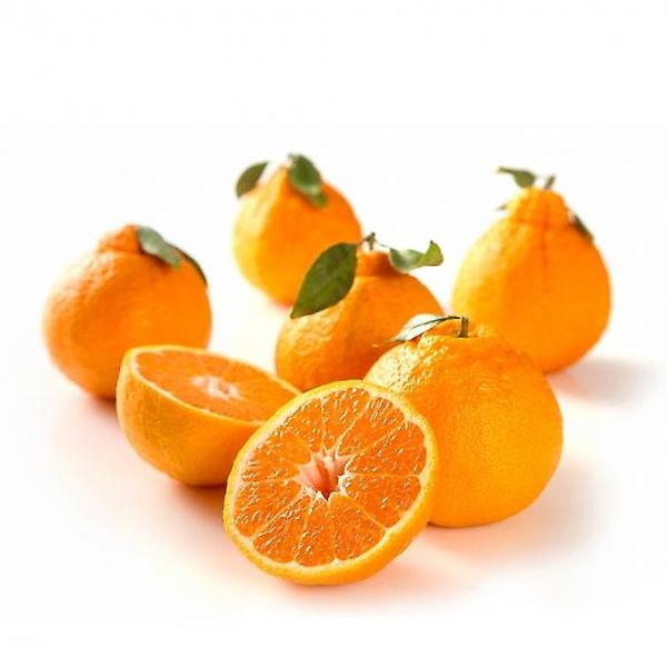  [고랑몰라] 한라봉 5kg(11-13과)