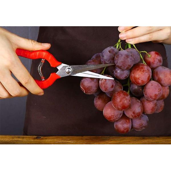  스텐 원예 전지가위/ 과수용 적과가위 꽃가위