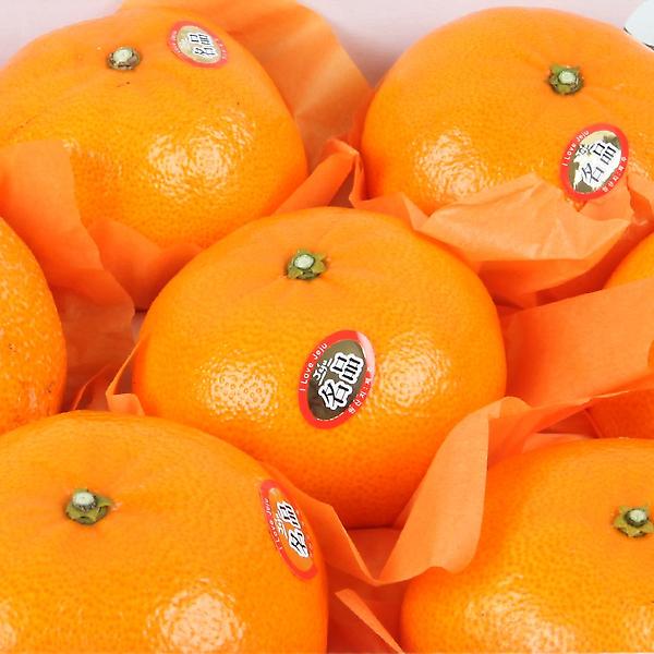  [고랑몰라] 천혜향 3kg(8-10과)