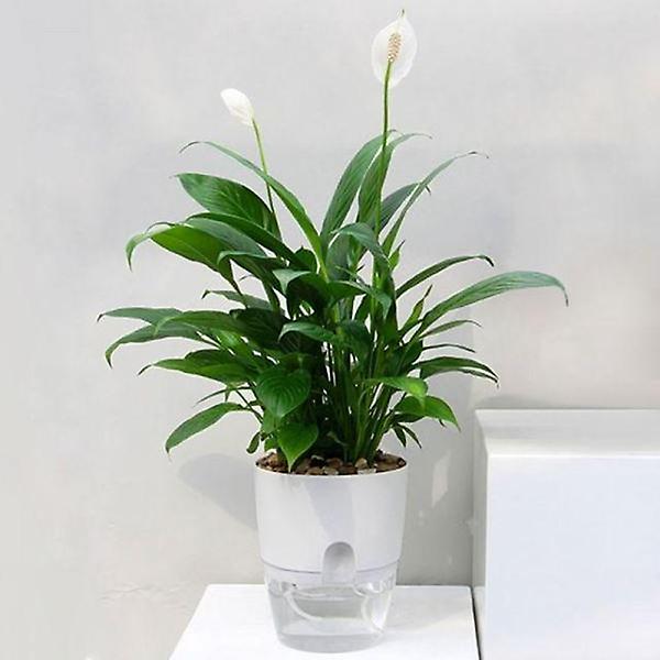  화분 원형 저면관수화분 심지 워터뷰 자동급수 원예