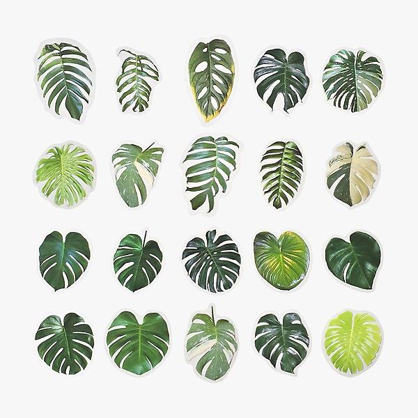  스티커 빈티지 감성 방수 다꾸 나뭇잎