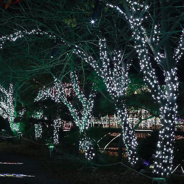  500구 검정선 LED 백색 지니전구 50M