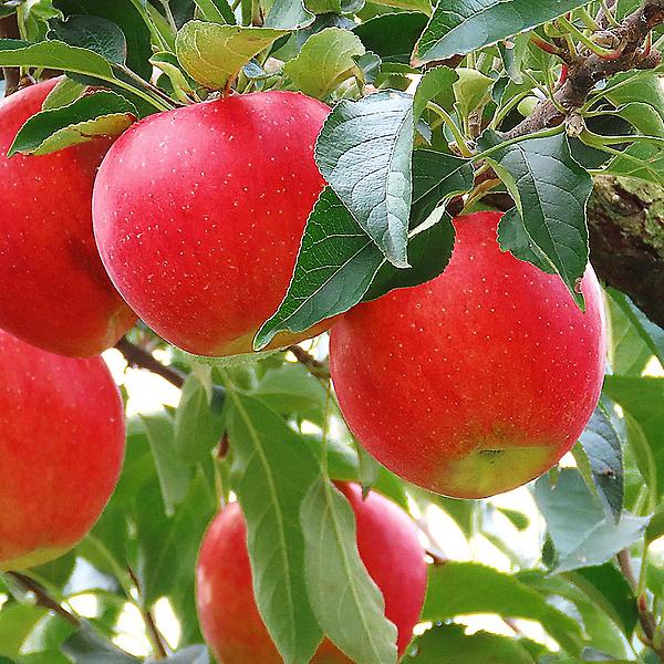  [자연예서] 부사 청송 사과 5kg (14-15과) (명품)