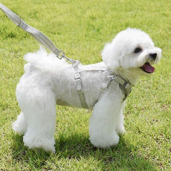  올지 세이프 하네스 리드줄 세트 슬개골 충격흡수 소형견 관절보호 중형견 강아지 애견 반려견 용