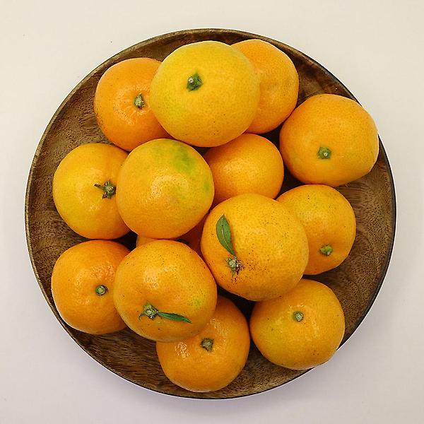  [고랑몰라] 노지 새코미 감귤 5kg (특대과)2L