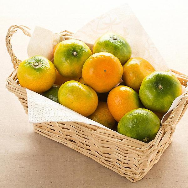 [고랑몰라] 제주 타이벡 감귤 5kg (소과) 2S